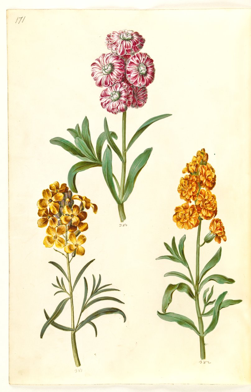 Matthiola incana (violaciocca); Erysimum cheiri (violaciocca gialla) da Hans Simon Holtzbecker