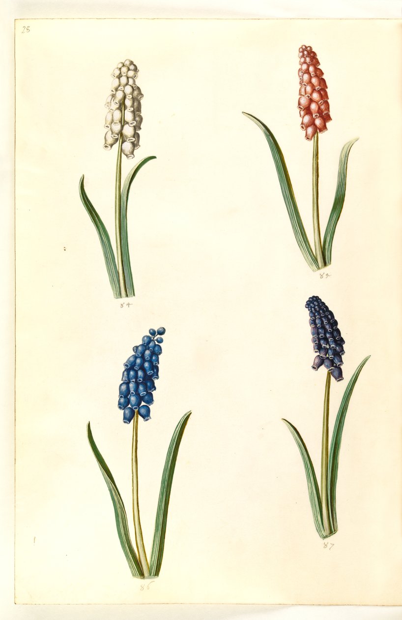 Muscari botryoides (giacinto a grappolo) da Hans Simon Holtzbecker