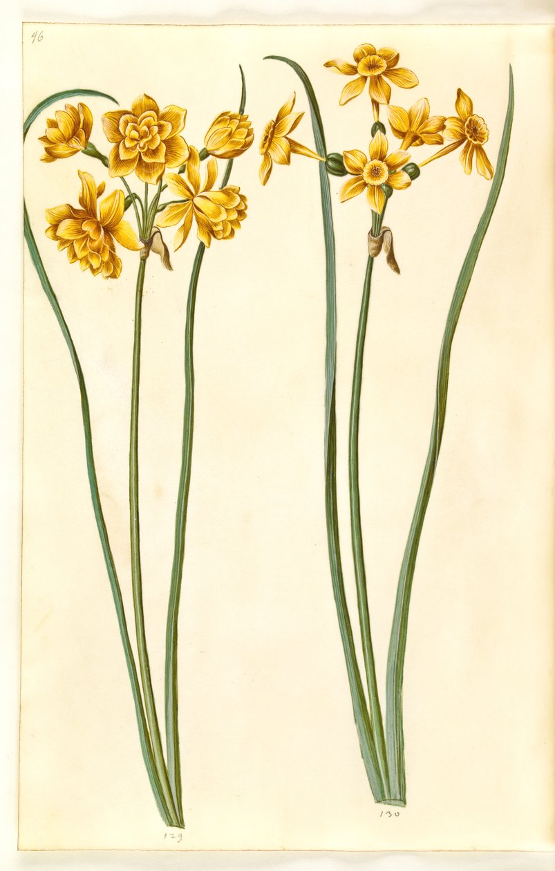 Narciso Jonquilla (siv-narcis) da Hans Simon Holtzbecker