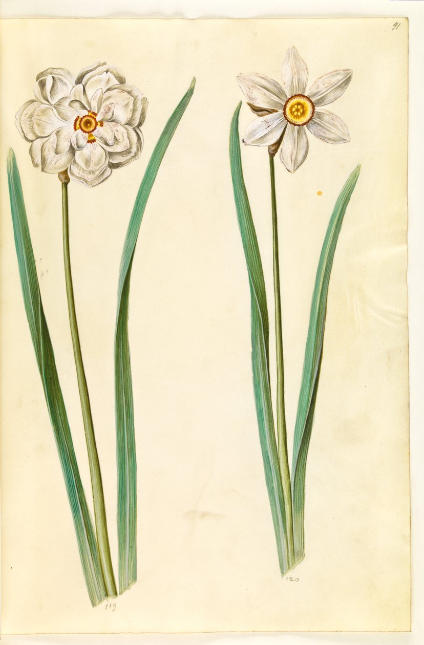 Narcissus poeticus (narciso) da Hans Simon Holtzbecker