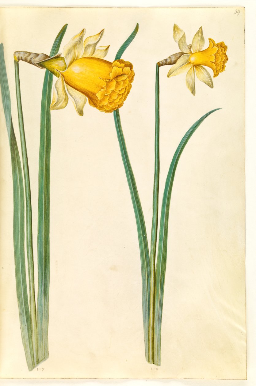 Narcissus pseudonarcissus (narciso) da Hans Simon Holtzbecker