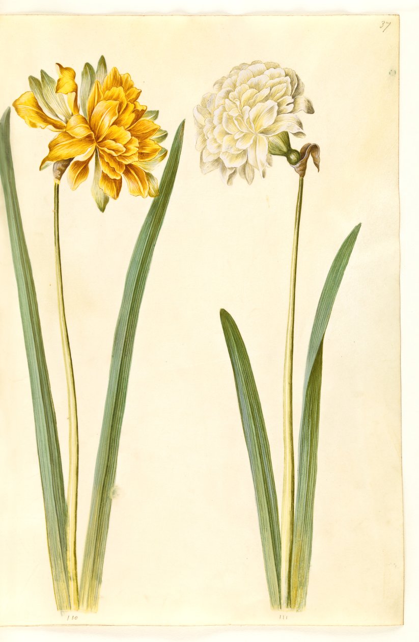 Narcissus pseudonarcissus (narciso) da Hans Simon Holtzbecker