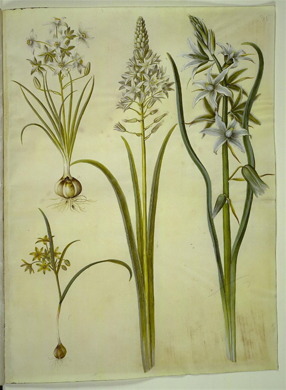 Ornithogalum umbellatum; Ornithogalum pyramidale; Gagea lutea; Ornithogalum nutans da Hans Simon Holtzbecker