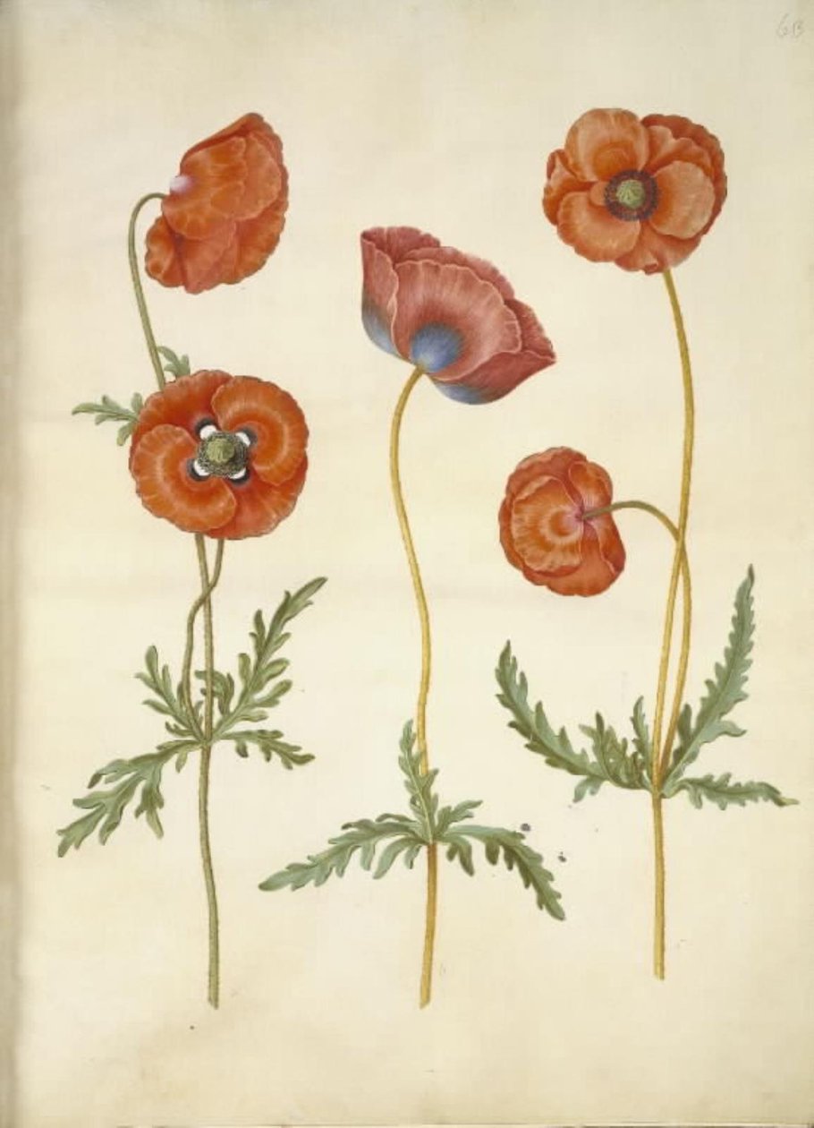 Papaver rhoeas (papavero comune) da Hans Simon Holtzbecker