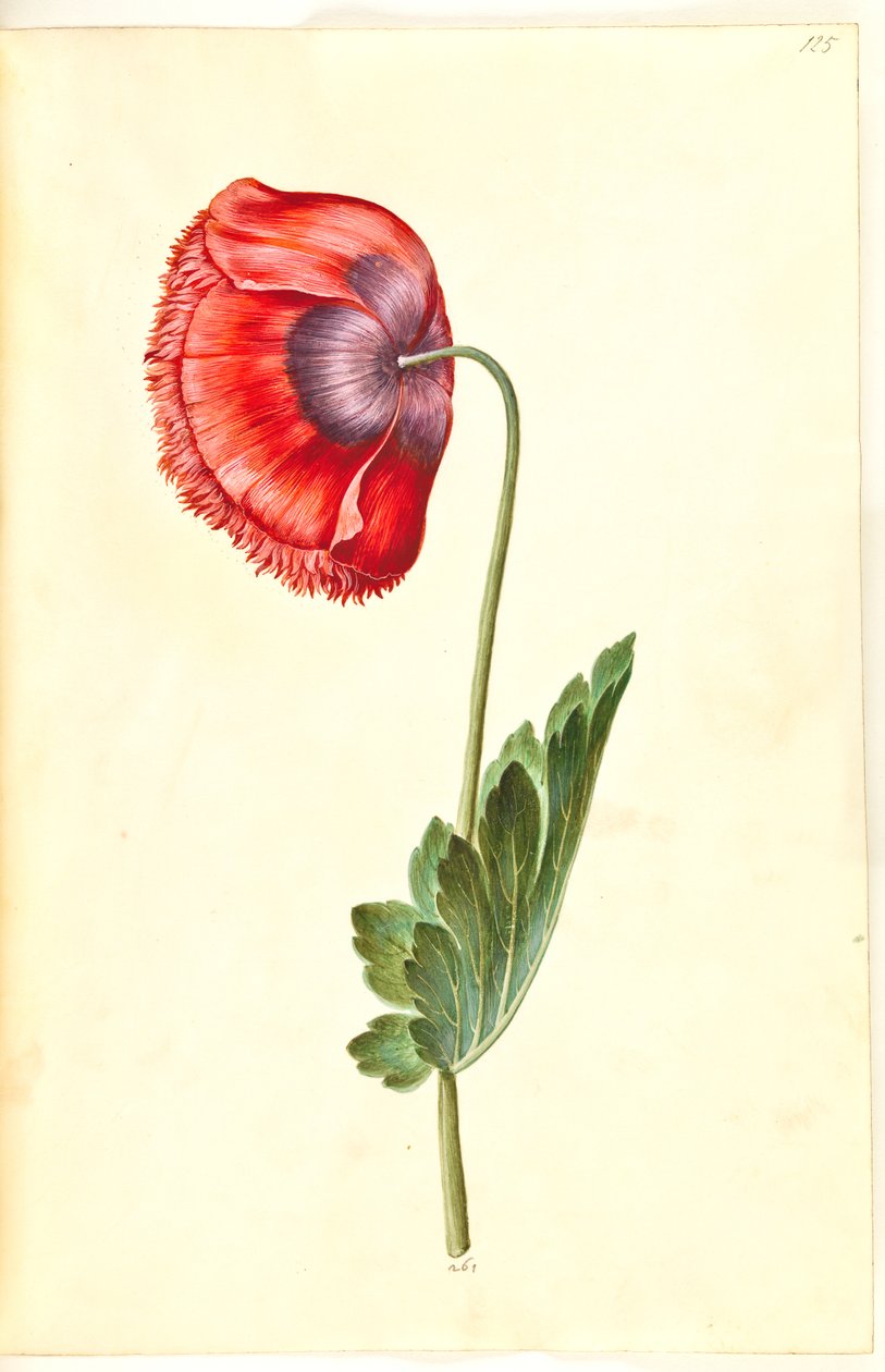 Papaver somniferum (papavero da oppio) da Hans Simon Holtzbecker