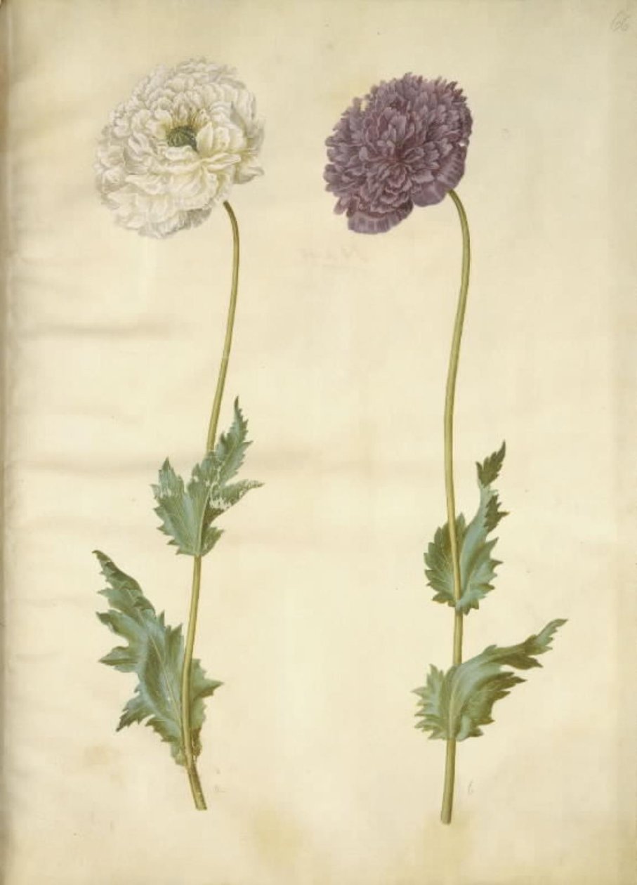 Papaver somniferum (papavero da oppio) da Hans Simon Holtzbecker