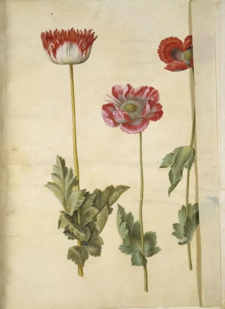 Papaver somniferum (papavero da oppio) da Hans Simon Holtzbecker