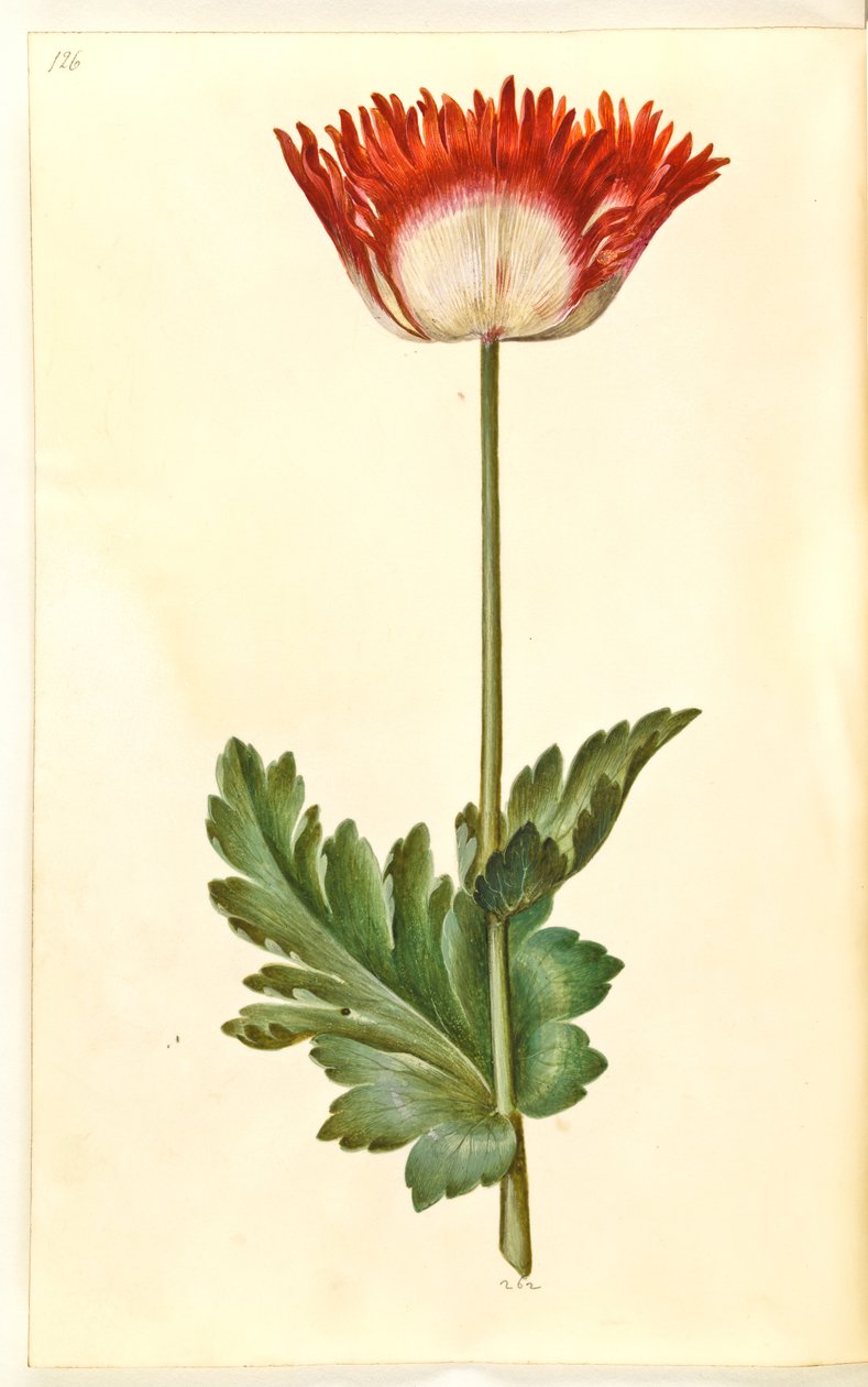 Papaver somniferum (papavero da oppio) da Hans Simon Holtzbecker