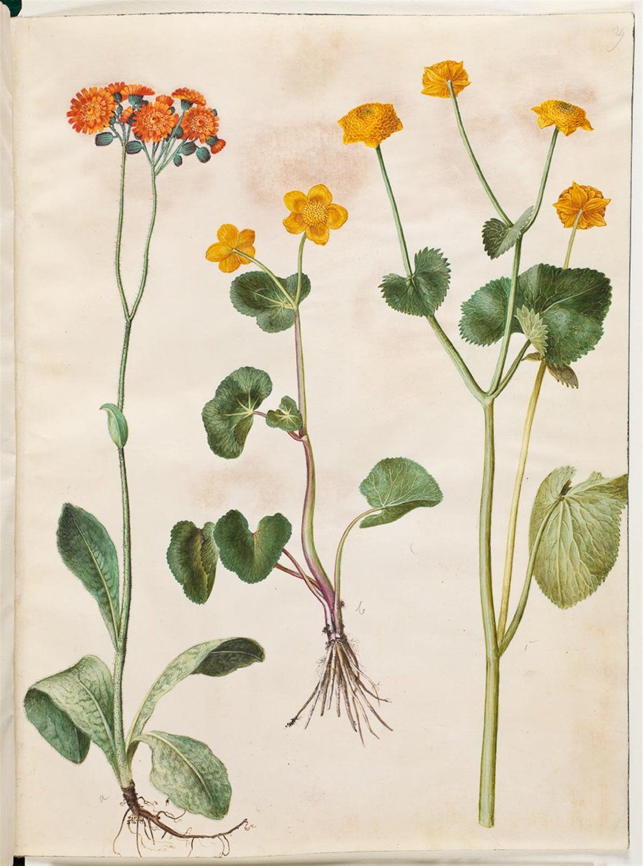Pilosella aurantiaca (pilosella arancione); Caltha palustris (calta palustre) da Hans Simon Holtzbecker