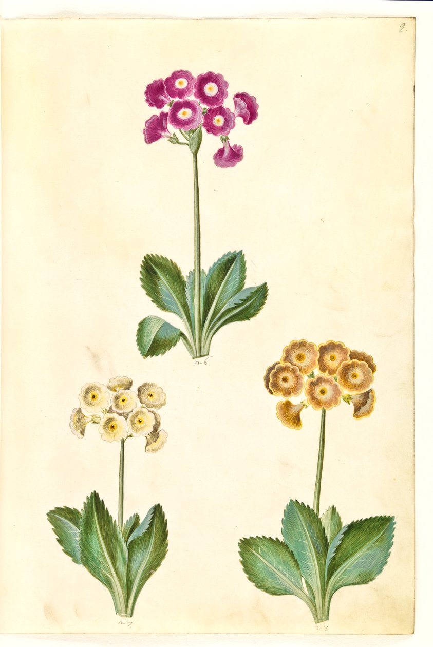 Primula ×pubescens (auricola da giardino) da Hans Simon Holtzbecker