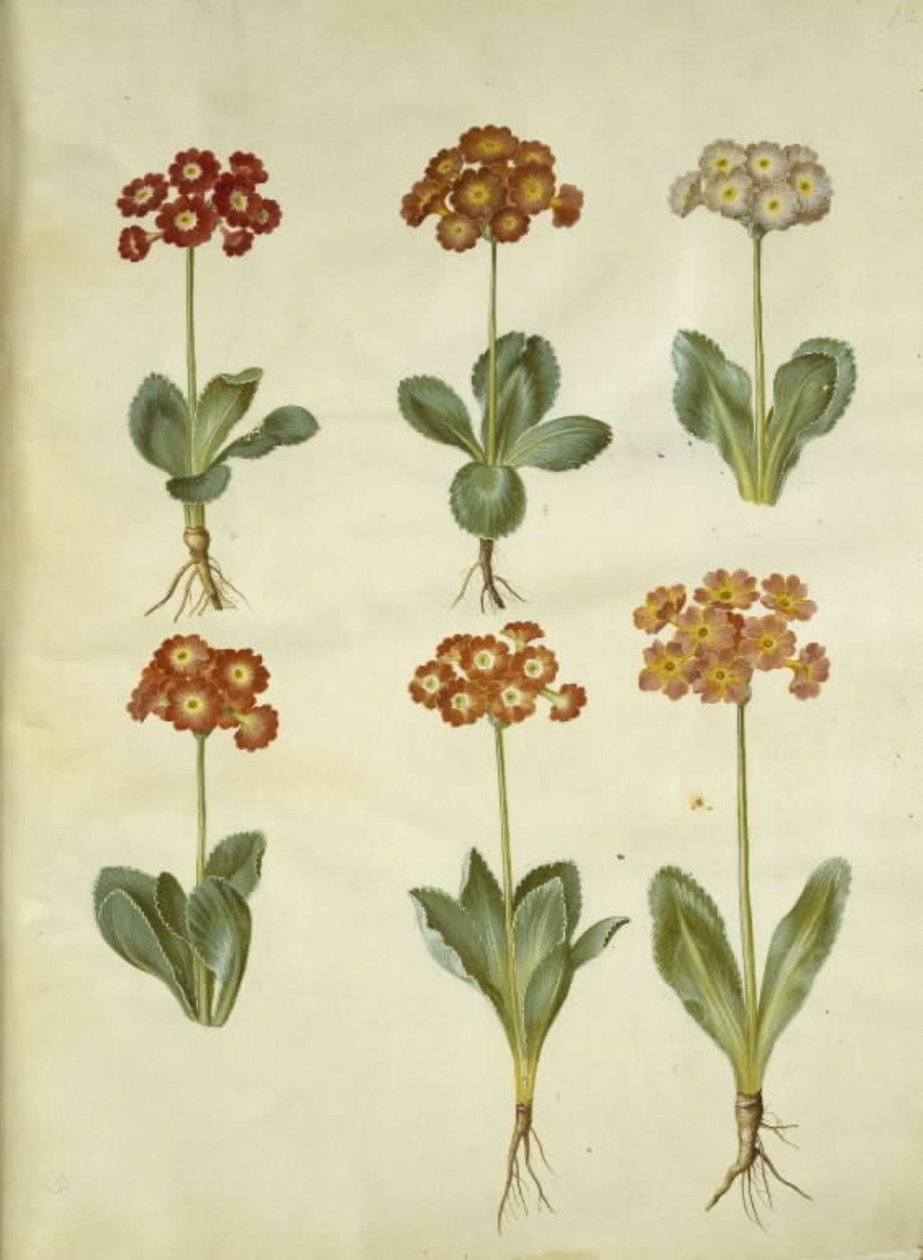 Primula ×pubescens (auricola da giardino) da Hans Simon Holtzbecker