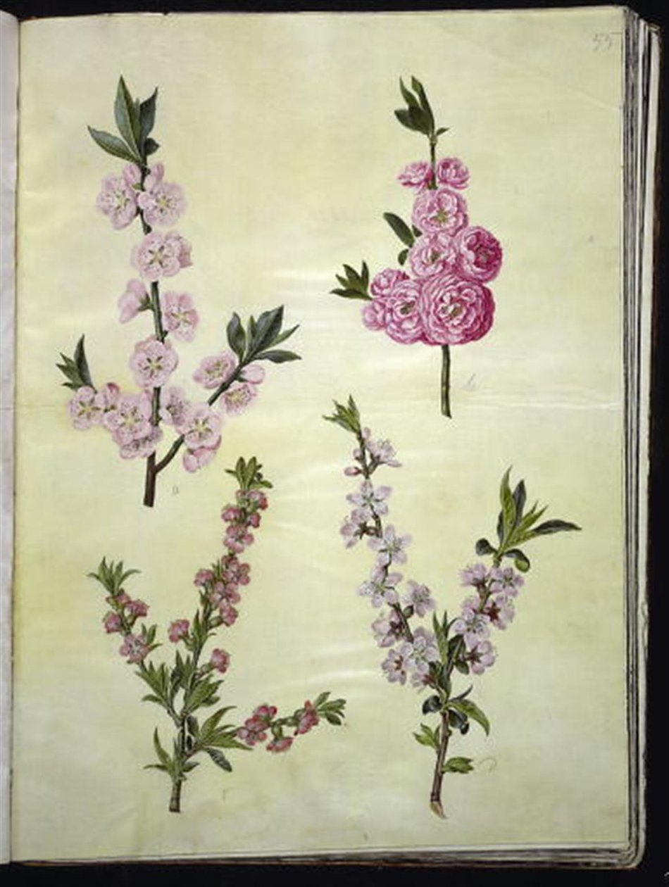 Prunus dulcis (mandorlo); Prunus persica (pesco) da Hans Simon Holtzbecker