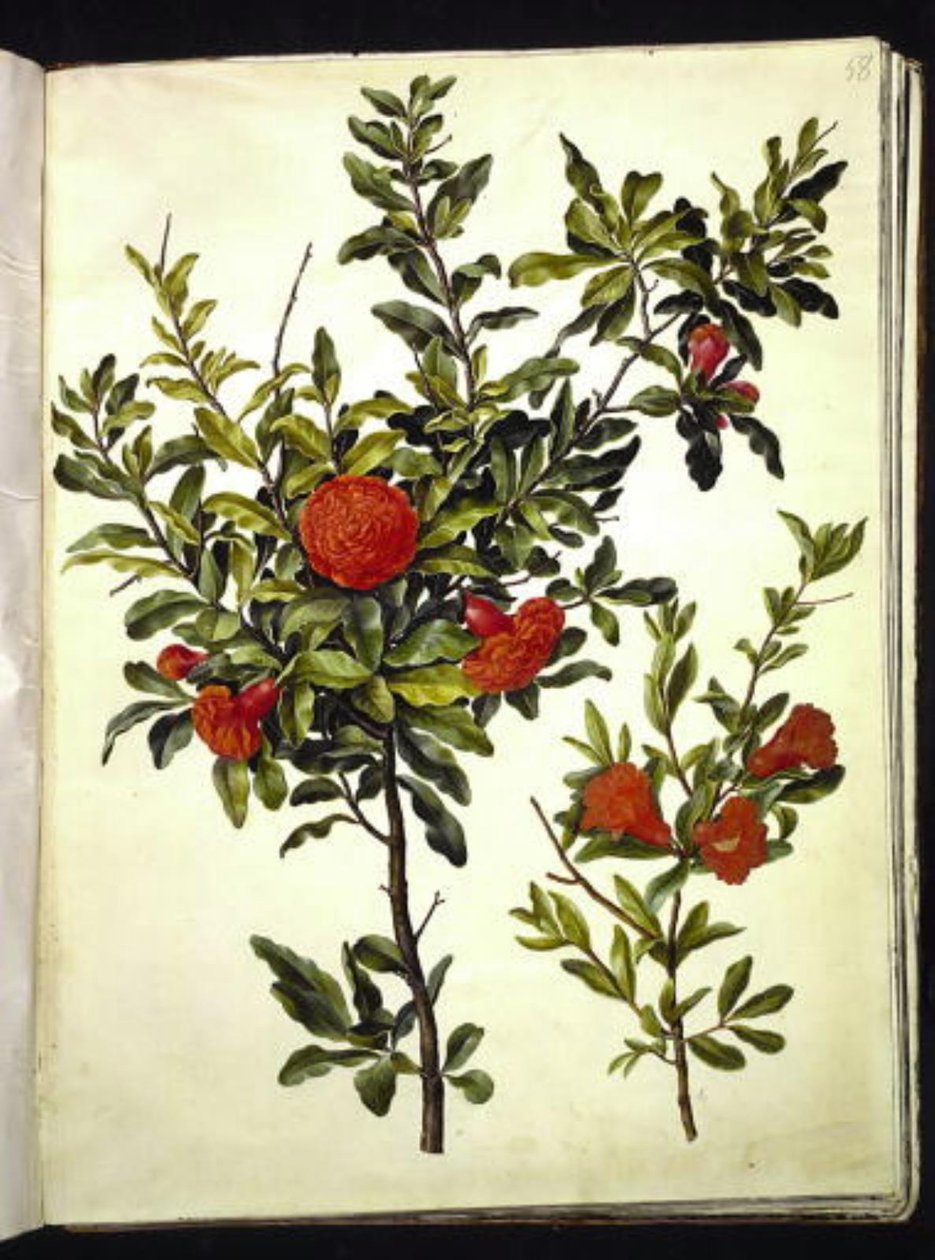 Punica granatum (melograno) da Hans Simon Holtzbecker