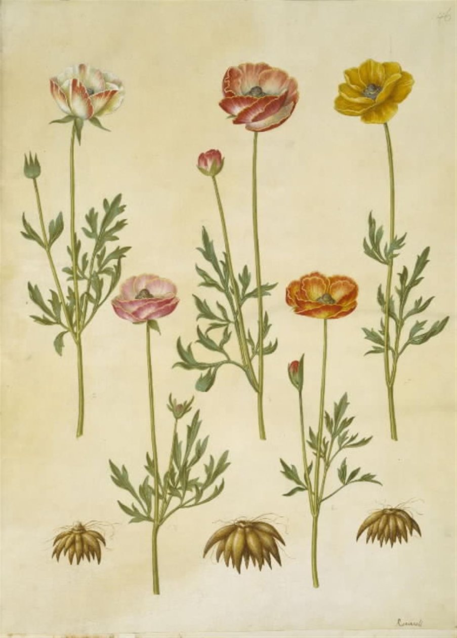 Ranunculus asiaticus (ranuncolo da giardino) da Hans Simon Holtzbecker