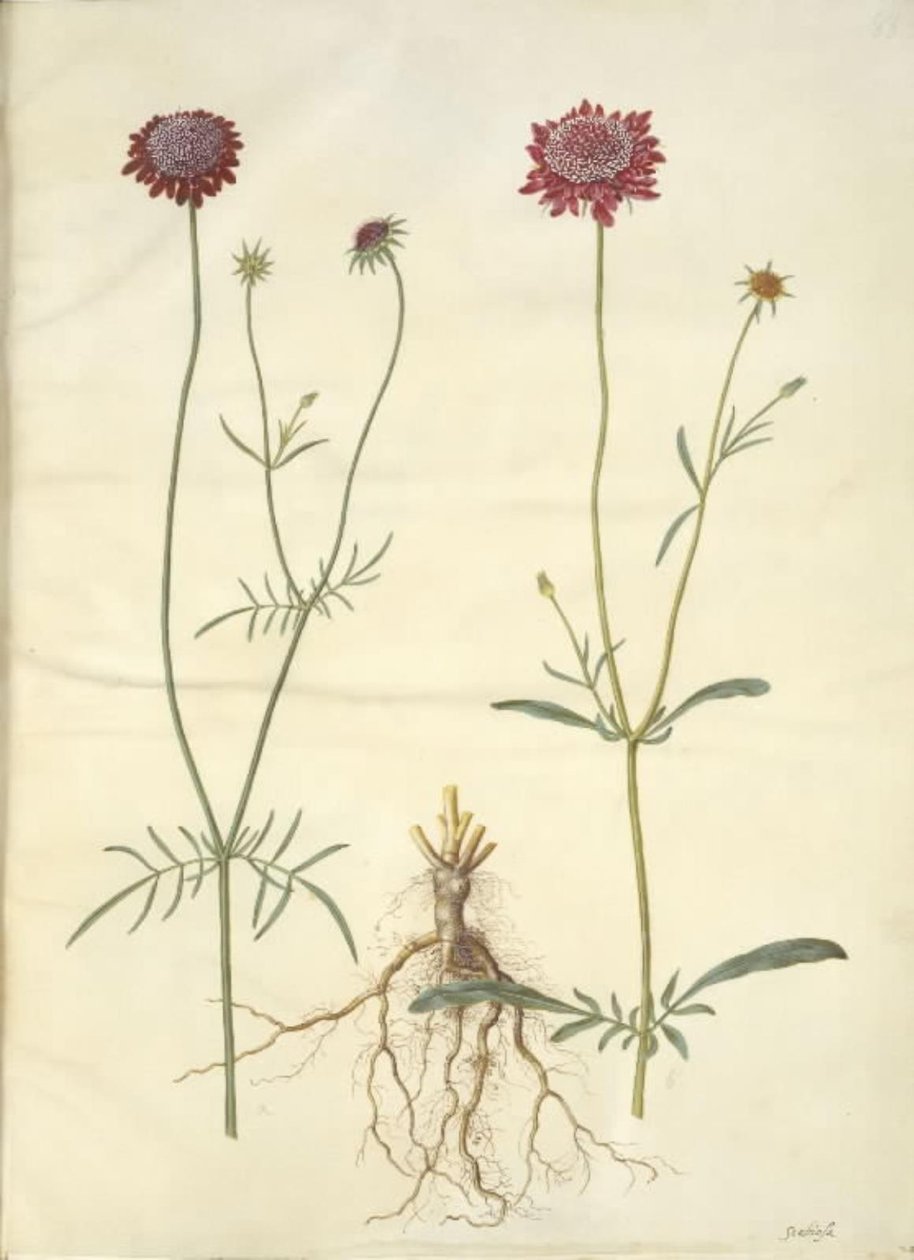 Scabiosa atropurpurea (enkeblomst) da Hans Simon Holtzbecker
