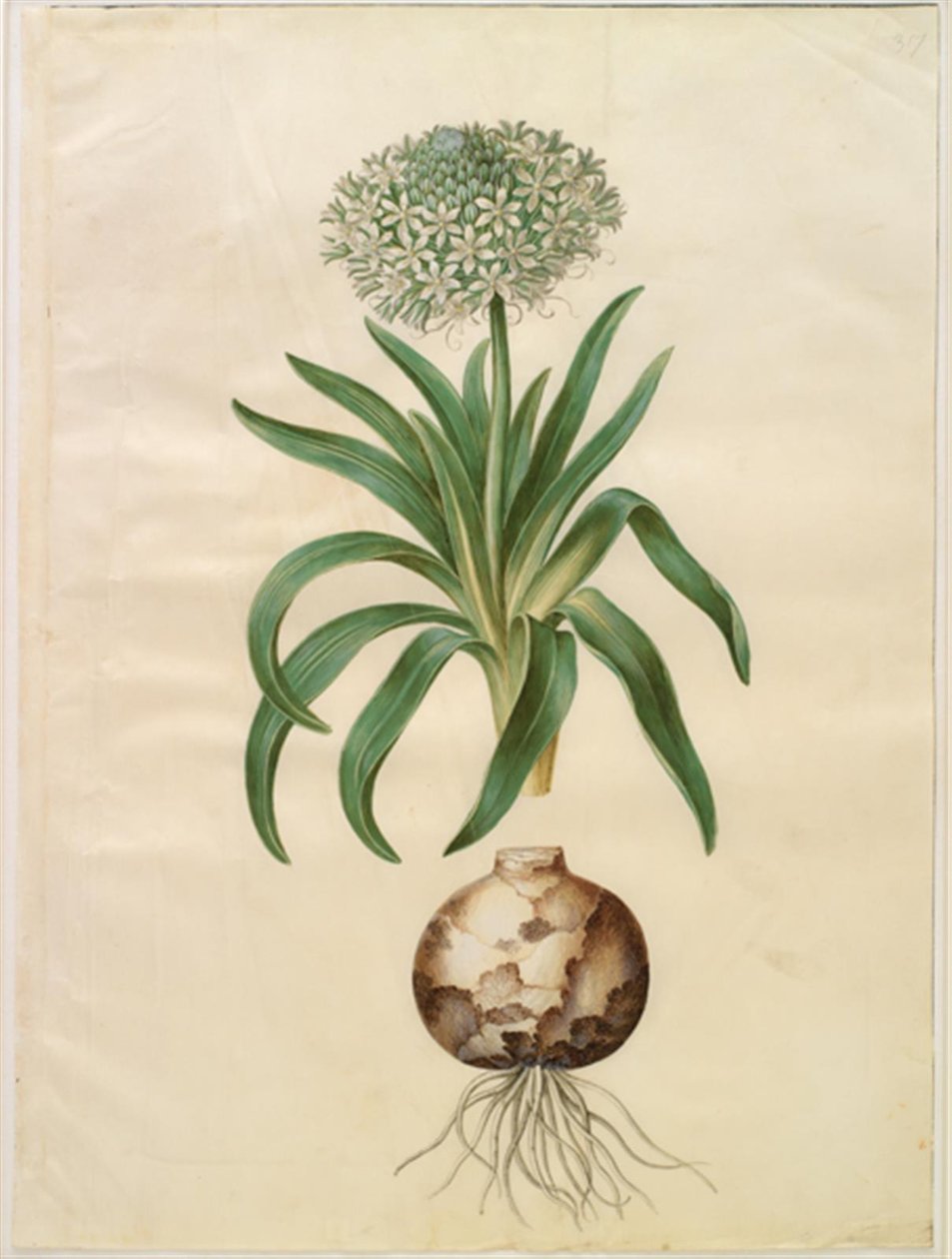 Scilla peruviana (scilla gigante) da Hans Simon Holtzbecker
