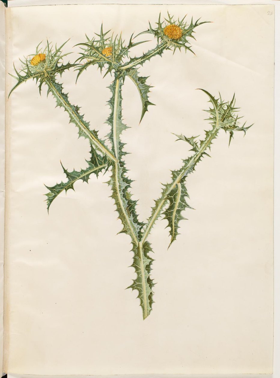 Scolymus hispanicus (cardo dorato spagnolo) da Hans Simon Holtzbecker