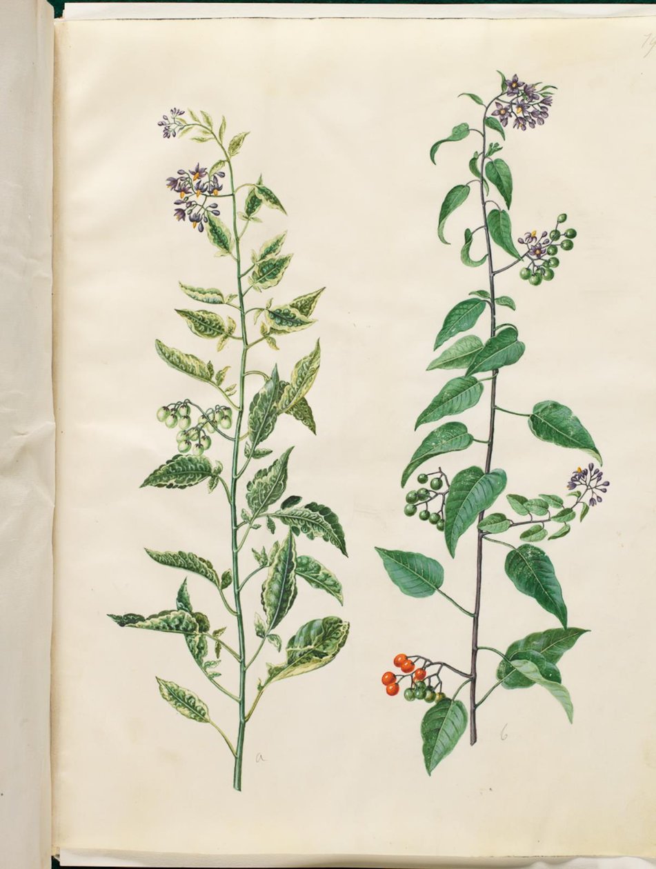 Solanum dulcamara (dulcamara) da Hans Simon Holtzbecker