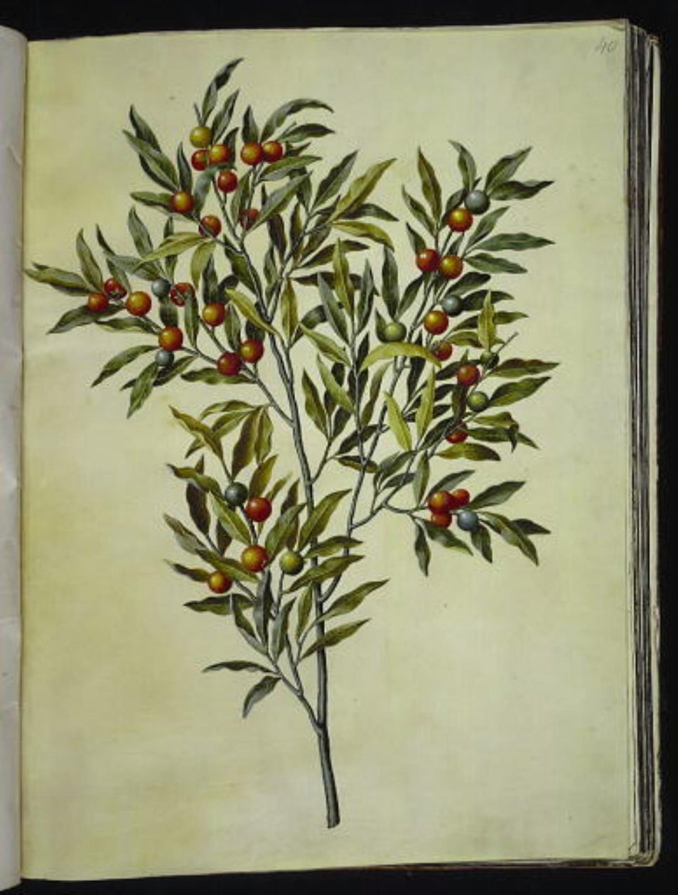 Solanum pseudocapsicum (corallo di Gerusalemme) da Hans Simon Holtzbecker