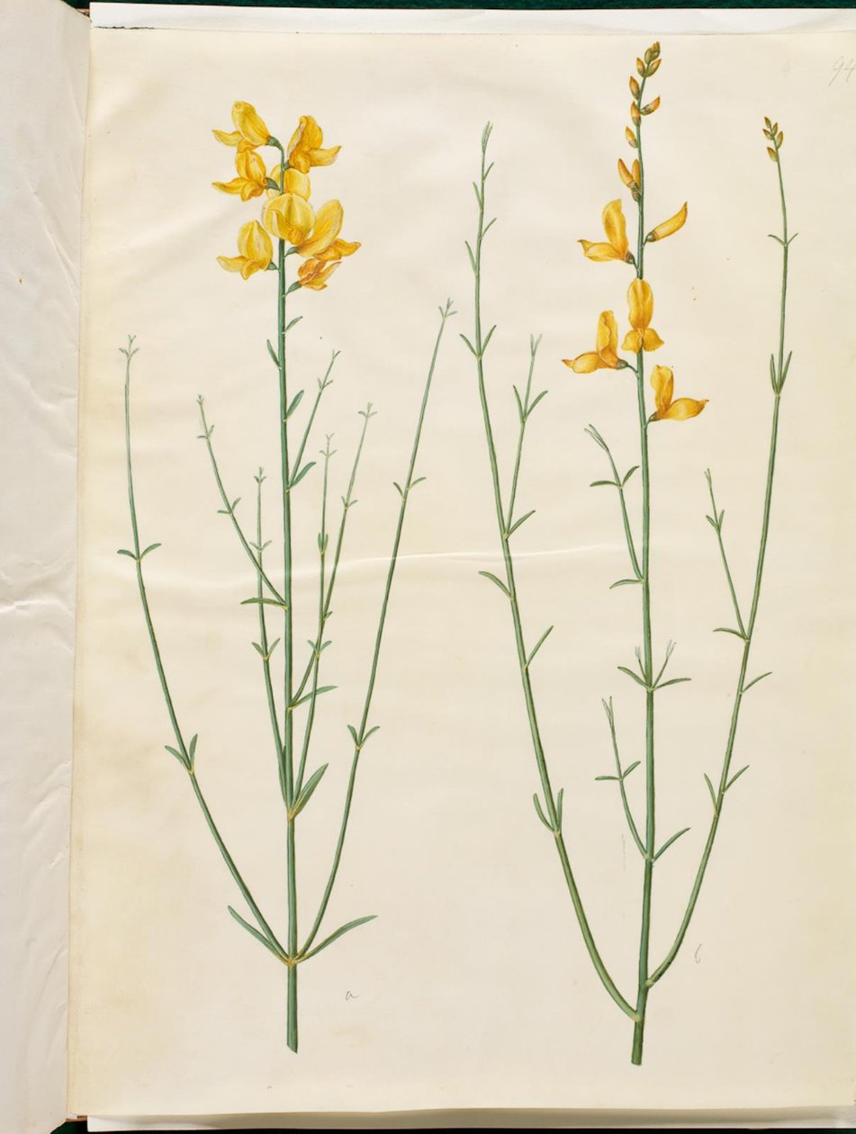 Spartium junceum (ginestra) da Hans Simon Holtzbecker