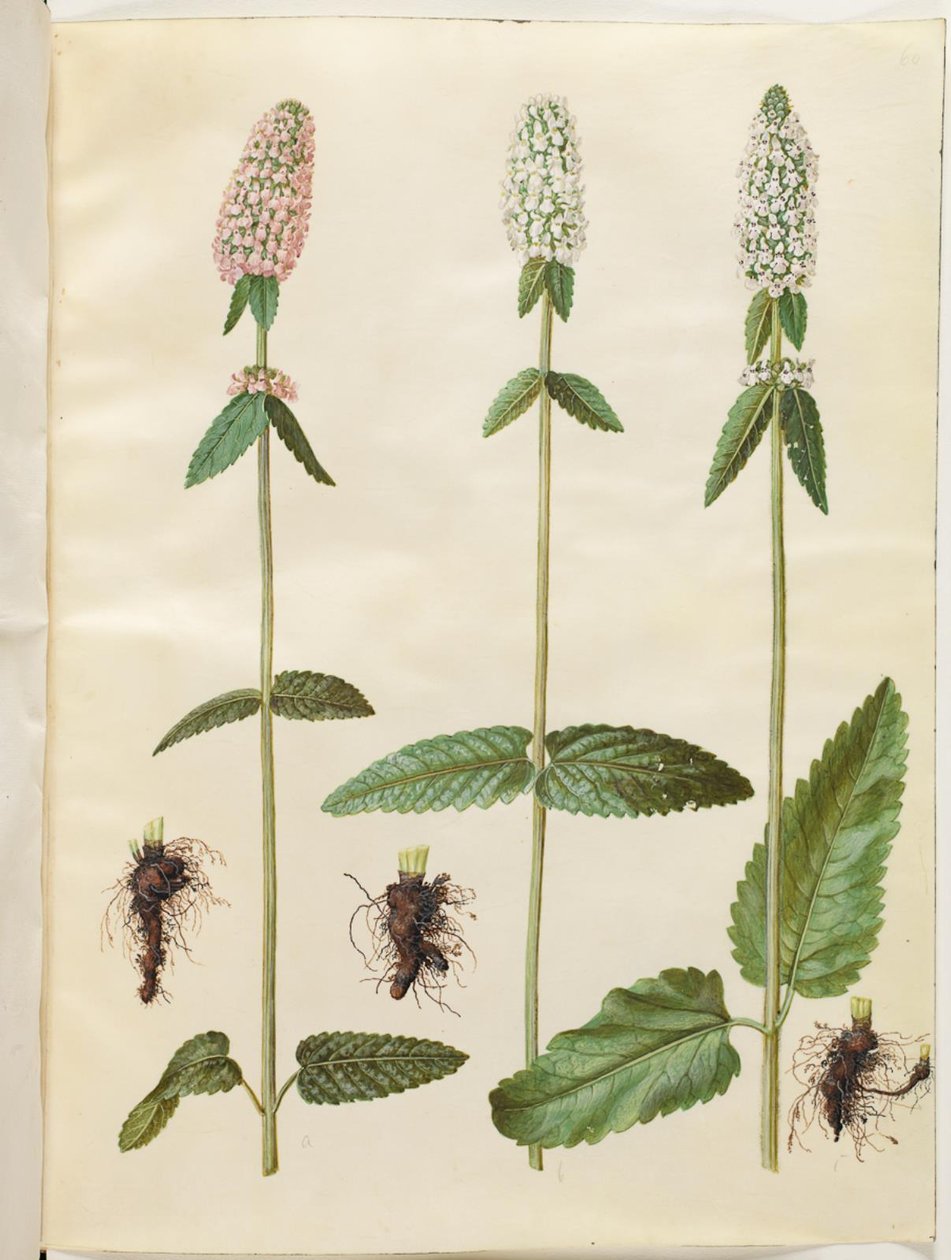 Stachys officinalis (betonica officinale) da Hans Simon Holtzbecker