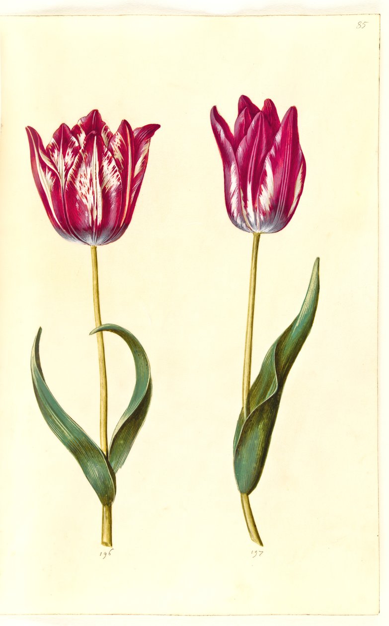 Tulipa gesneriana da Hans Simon Holtzbecker