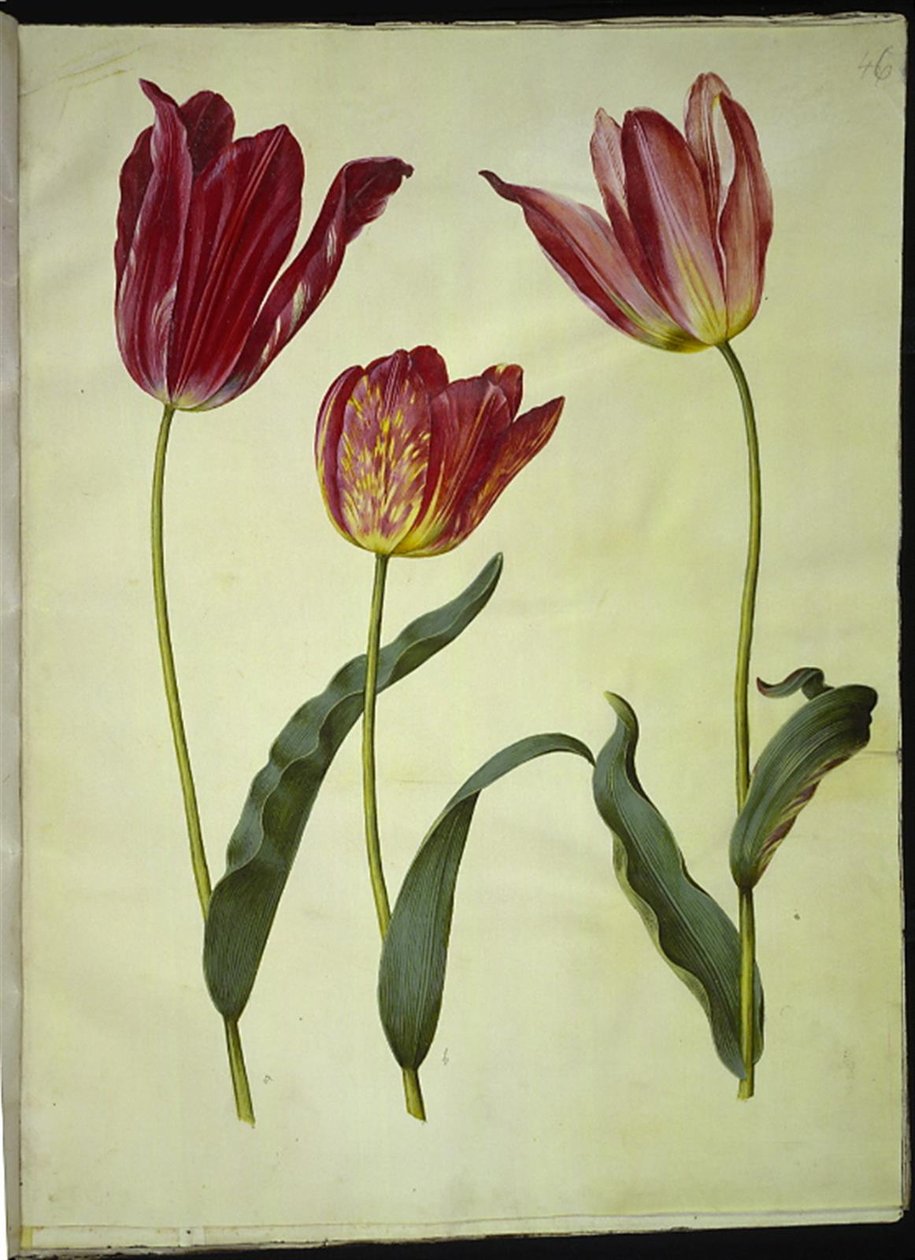 Tulipa gesneriana (tulipano da giardino) da Hans Simon Holtzbecker