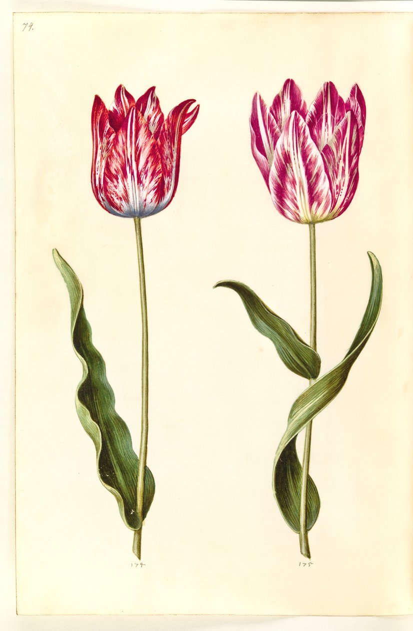 Tulipa gesneriana (tulipano da giardino) da Hans Simon Holtzbecker