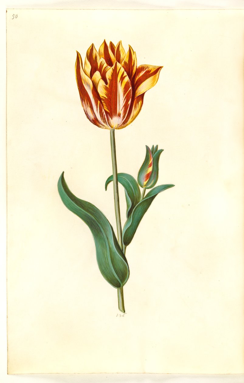 Tulipa gesneriana (tulipano da giardino) da Hans Simon Holtzbecker
