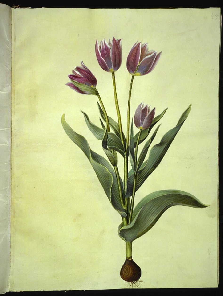 Tulipa gesneriana (tulipano da giardino) da Hans Simon Holtzbecker