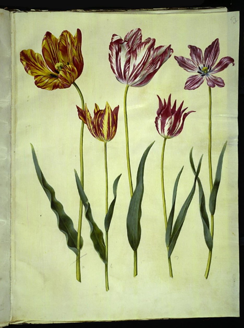 Tulipa gesneriana (tulipano) da Hans Simon Holtzbecker