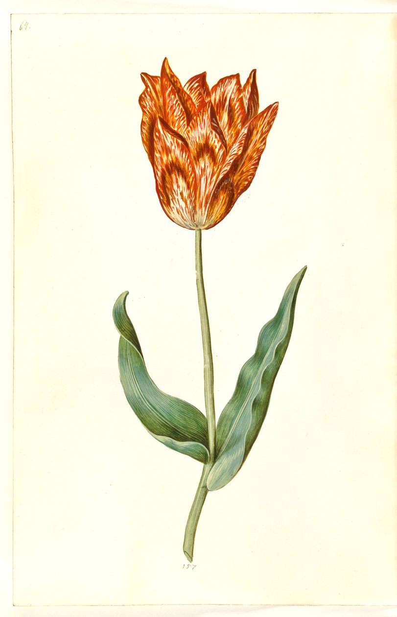 Tulipa gesneriana (tulipano da giardino) da Hans Simon Holtzbecker