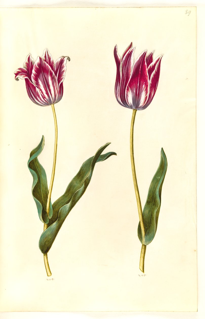 Tulipa gesneriana (tulipano da giardino) da Hans Simon Holtzbecker