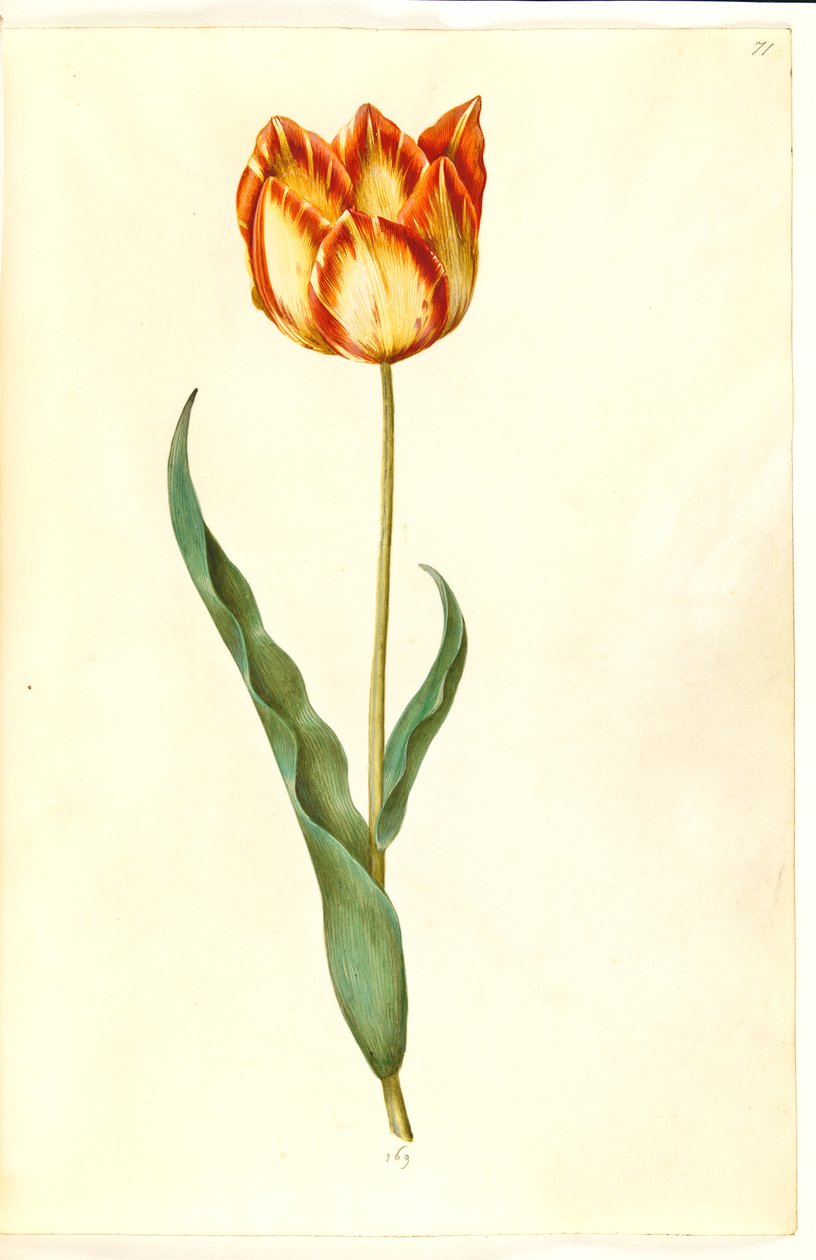 Tulipa gesneriana (tulipano da giardino) da Hans Simon Holtzbecker