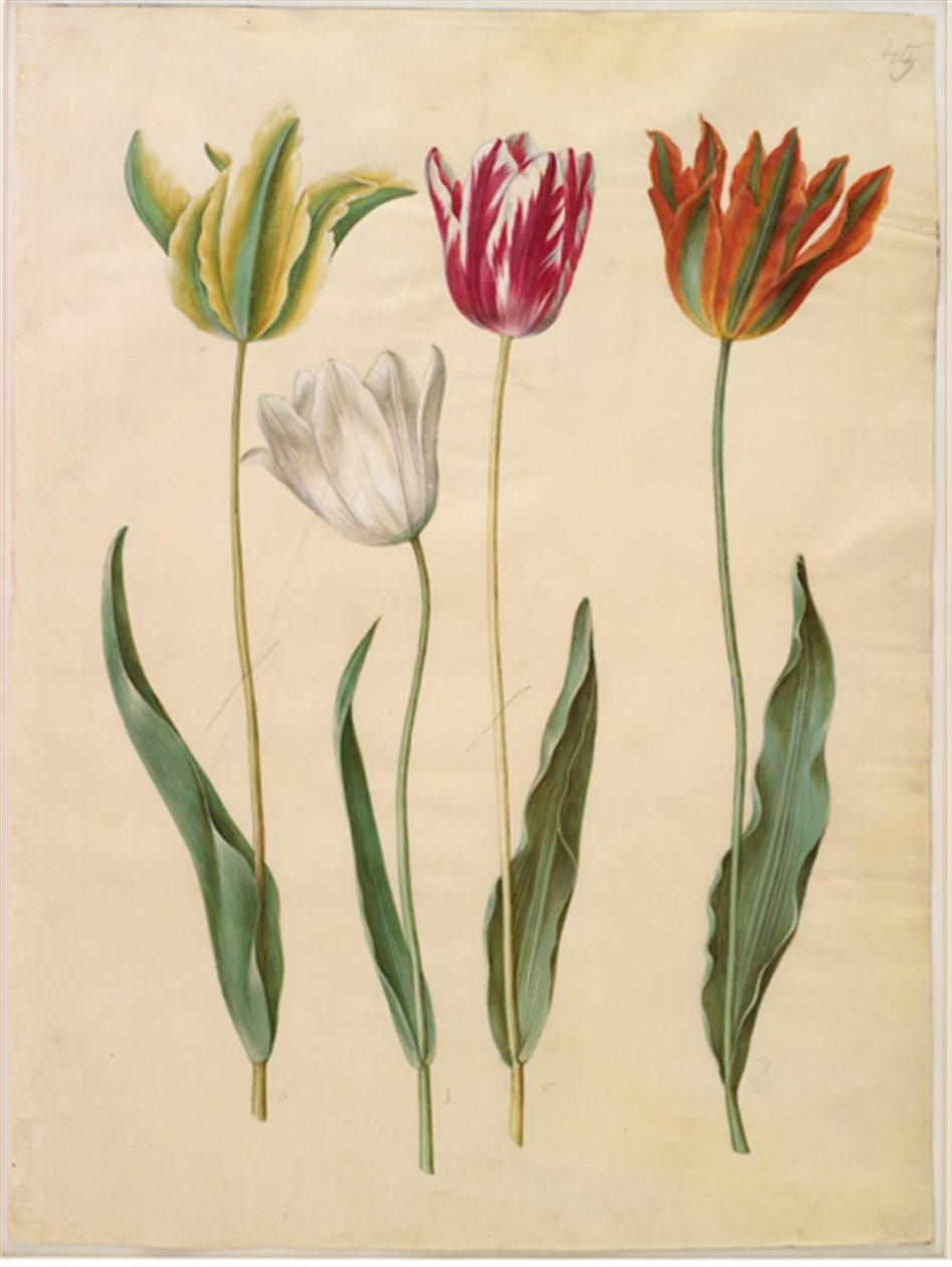 Tulipa gesneriana (tulipano da giardino) da Hans Simon Holtzbecker