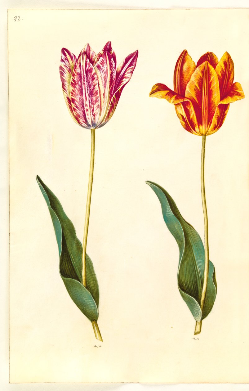 Tulipa gesneriana (tulipano da giardino) da Hans Simon Holtzbecker