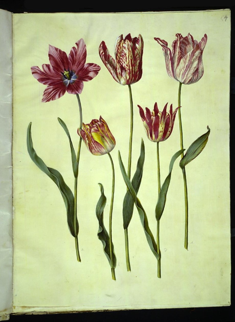 Tulipa gesneriana (tulipano da giardino) da Hans Simon Holtzbecker