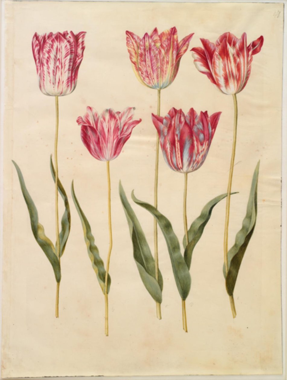 Tulipa gesneriana (tulipano da giardino) da Hans Simon Holtzbecker