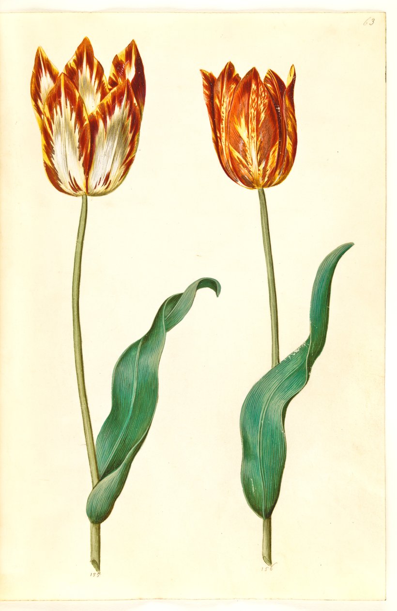 Tulipa gesneriana (tulipano da giardino) da Hans Simon Holtzbecker