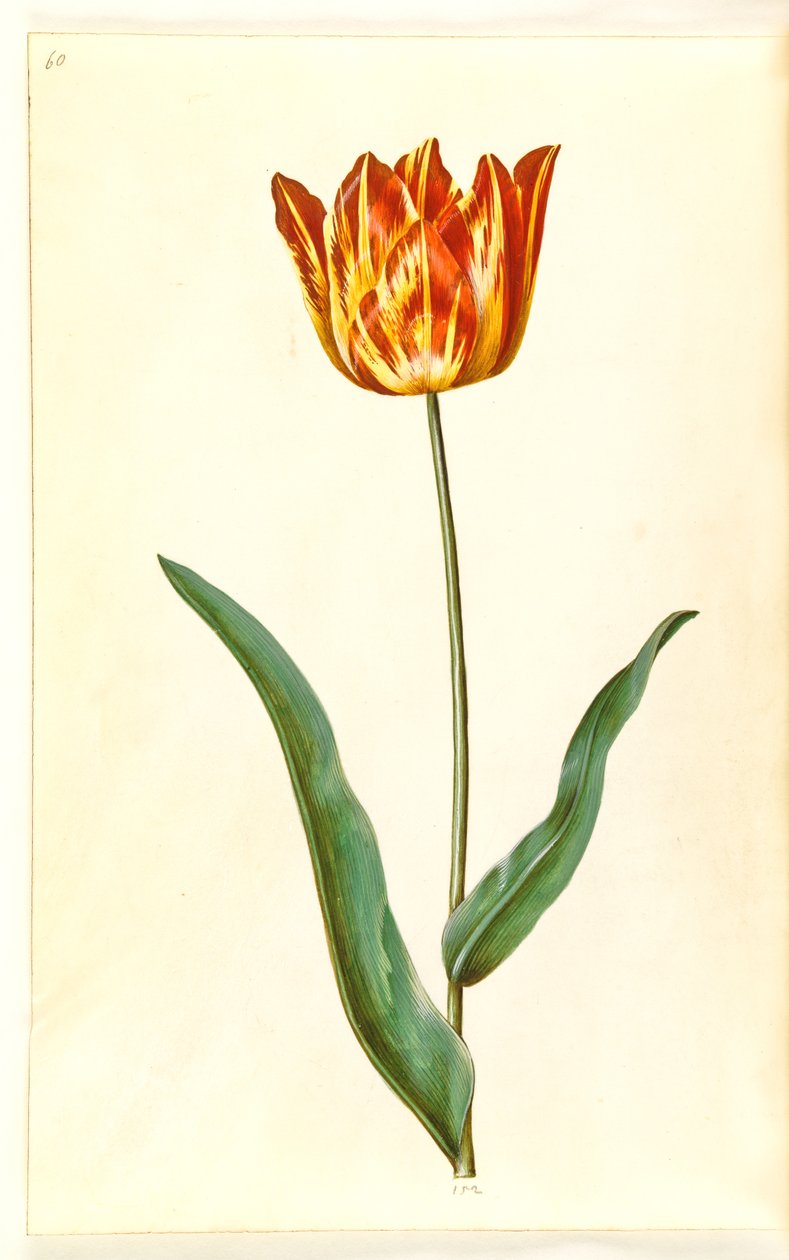 Tulipa gesneriana (tulipano da giardino) da Hans Simon Holtzbecker