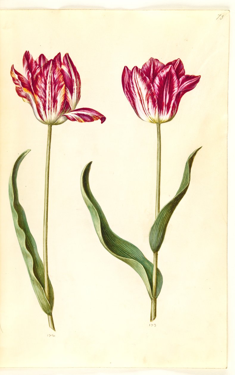 Tulipa gesneriana (tulipano da giardino) da Hans Simon Holtzbecker
