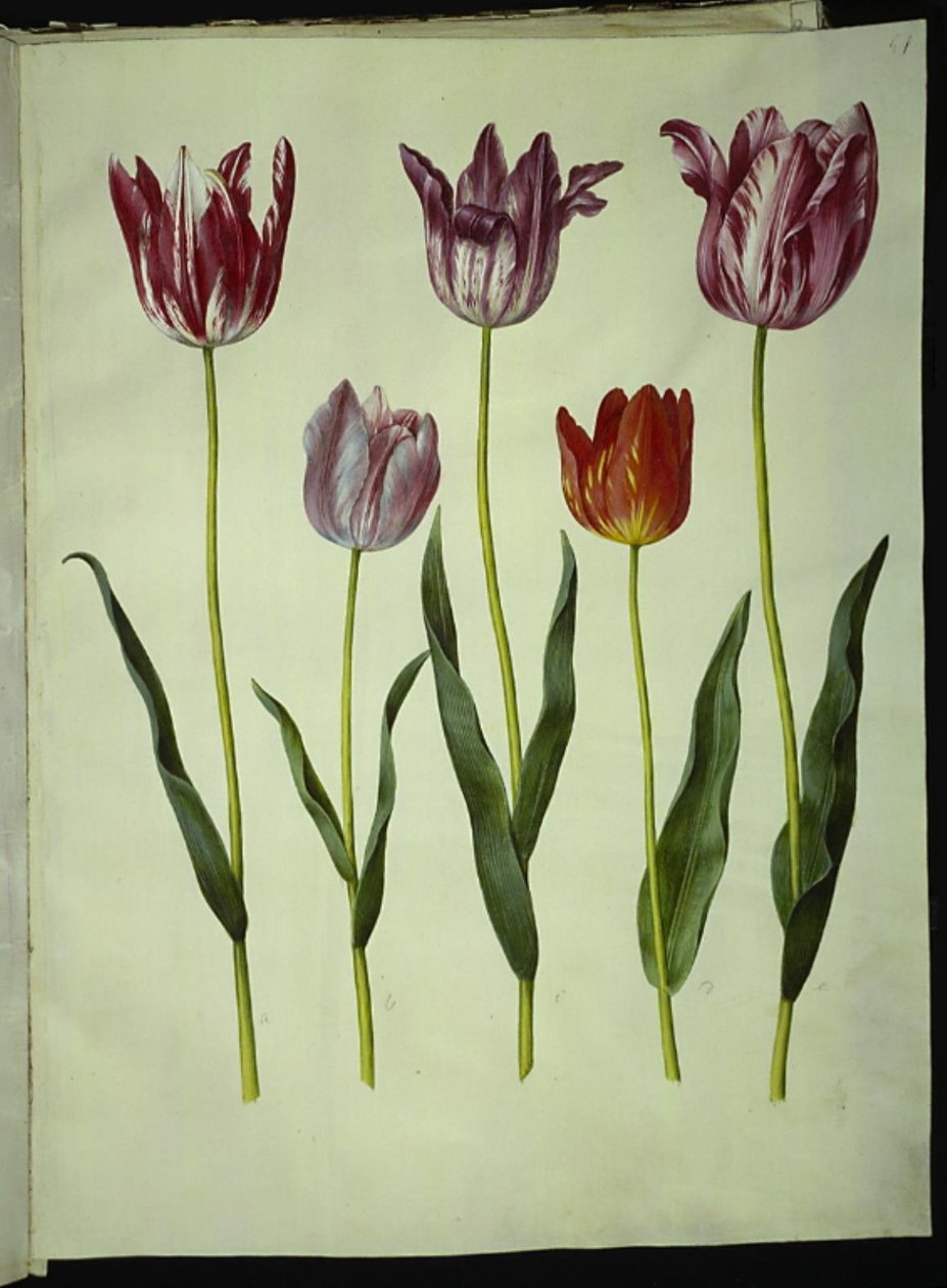 Tulipa gesneriana da Hans Simon Holtzbecker