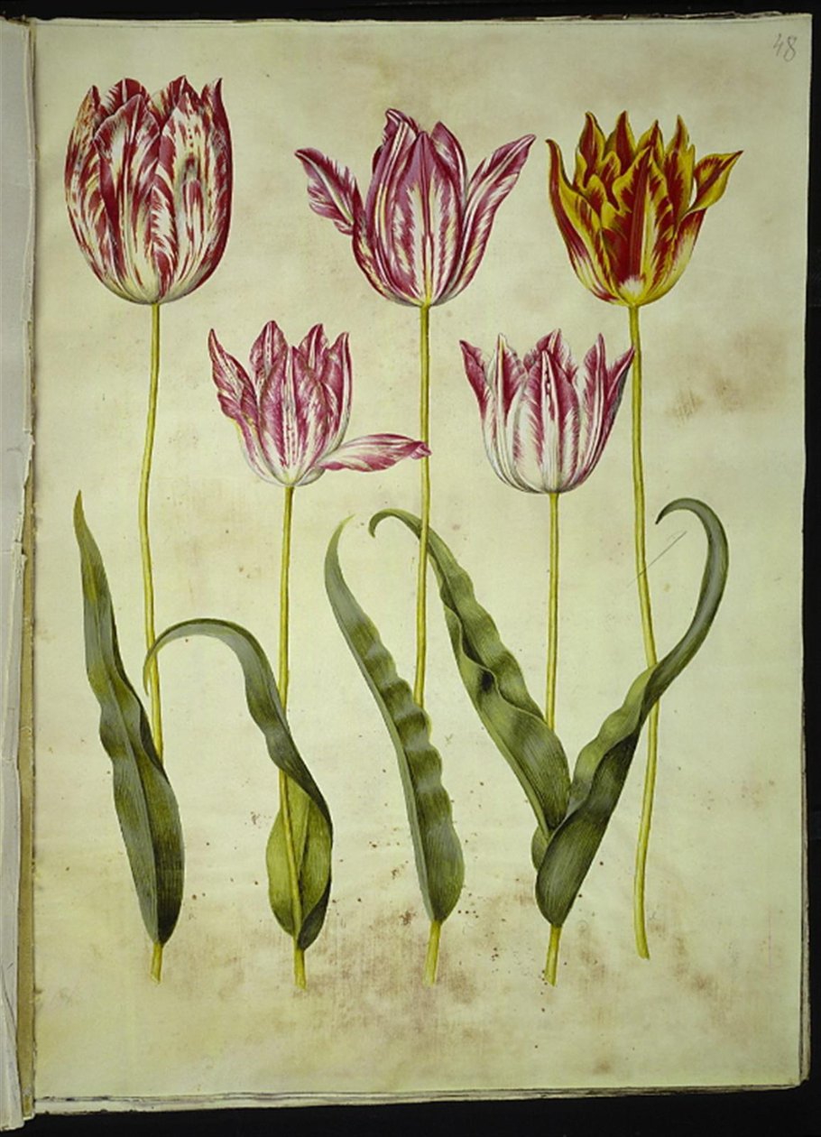 Tulipa gesneriana (tulipano da giardino) da Hans Simon Holtzbecker