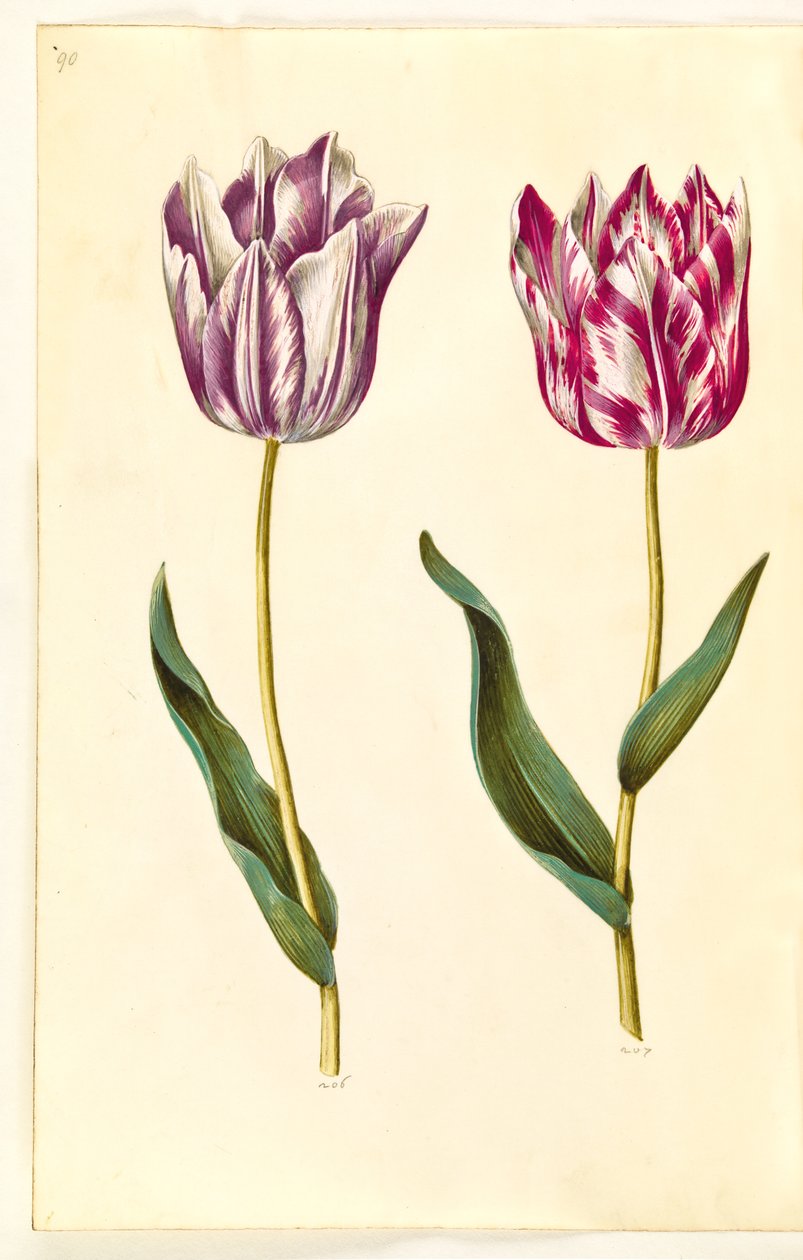 Tulipa gesneriana (tulipano da giardino) da Hans Simon Holtzbecker