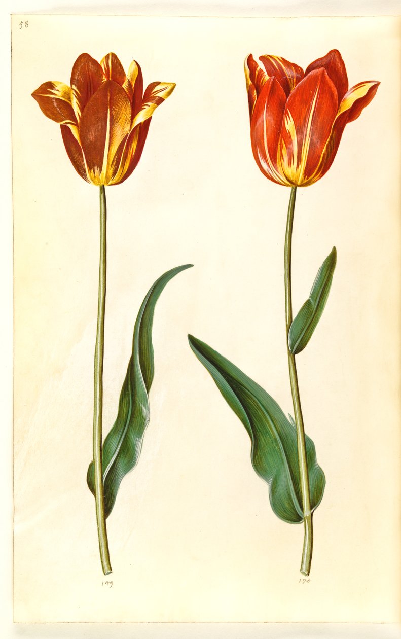 Tulipa gesneriana (tulipano da giardino) da Hans Simon Holtzbecker