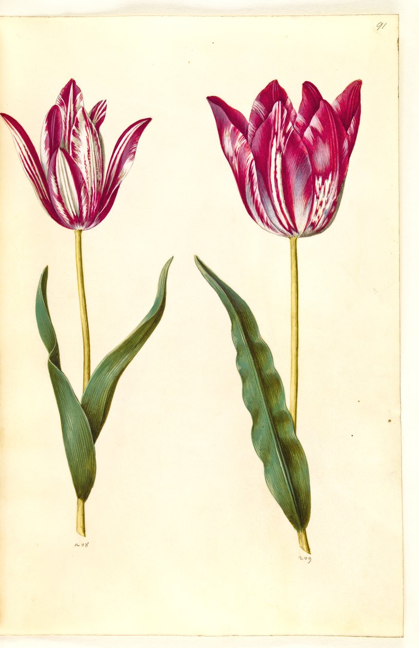 Tulipa gesneriana (tulipano) da Hans Simon Holtzbecker