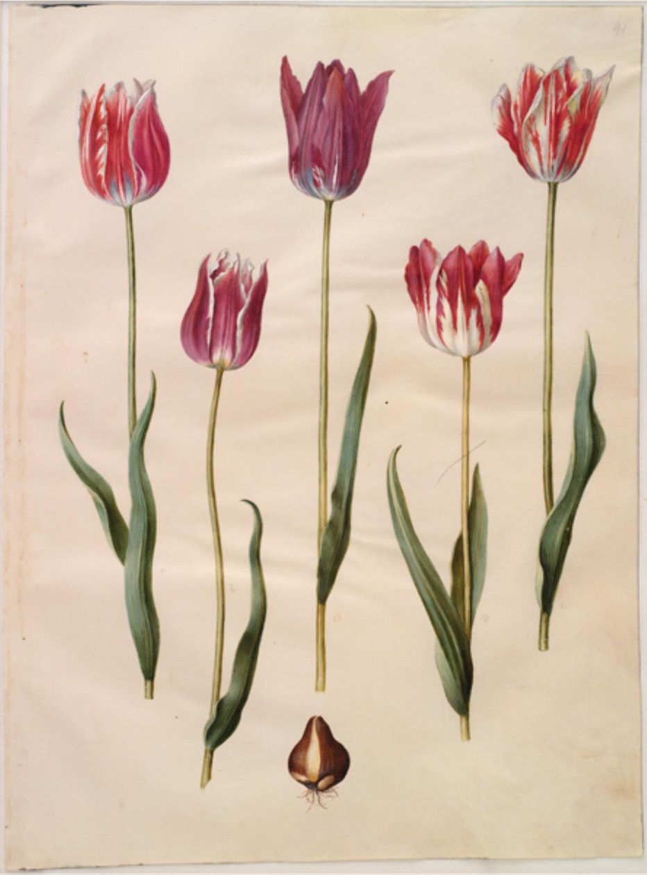 Tulipa gesneriana (tulipano da giardino) da Hans Simon Holtzbecker