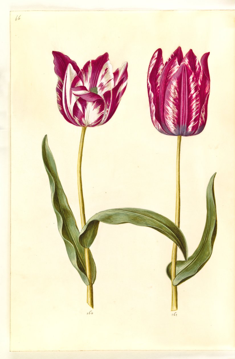 Tulipa gesneriana (tulipano da giardino) da Hans Simon Holtzbecker