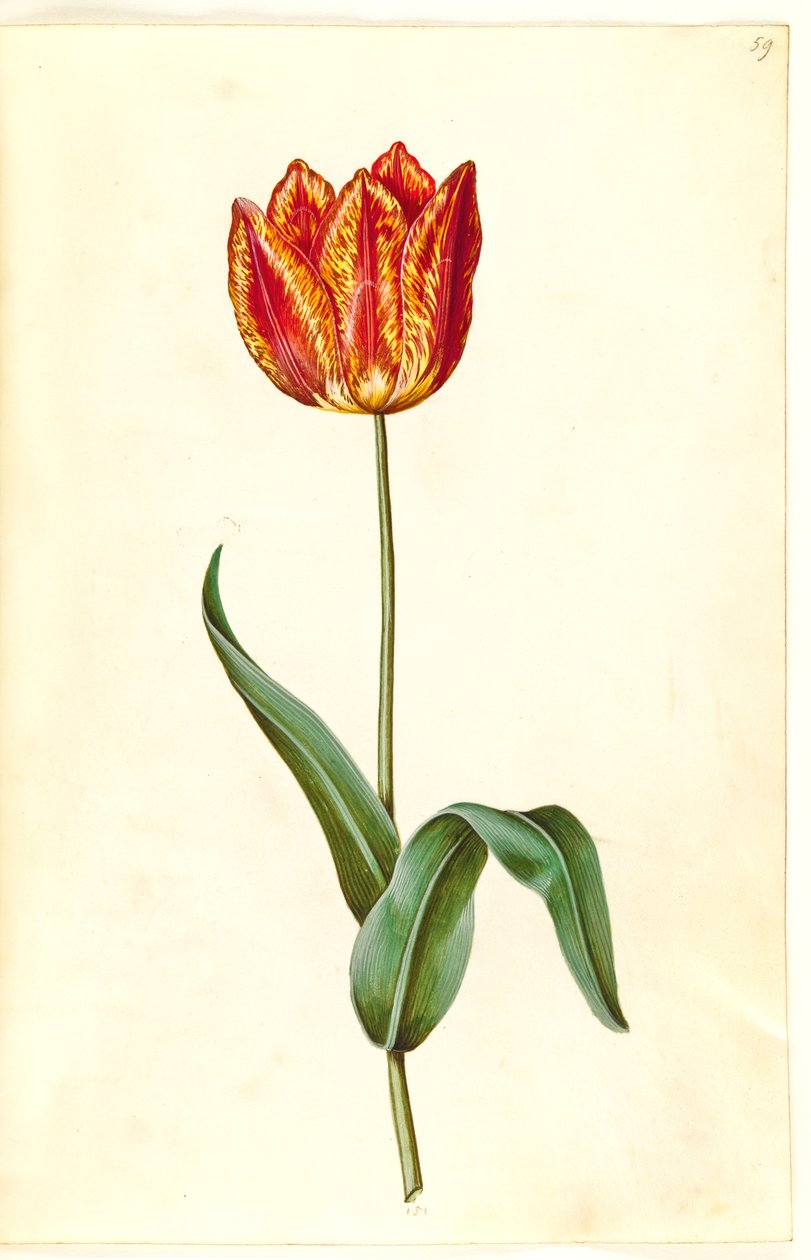 Tulipa gesneriana (tulipano da giardino) da Hans Simon Holtzbecker