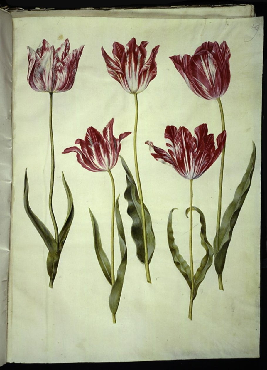 Tulipa gesneriana (tulipano da giardino) da Hans Simon Holtzbecker